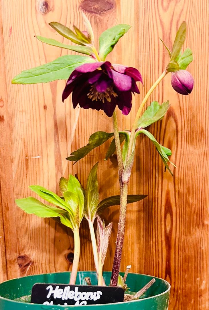 正規タグ付き】ミスティーク dd 大木ナーサリー クリスマスローズ 開花