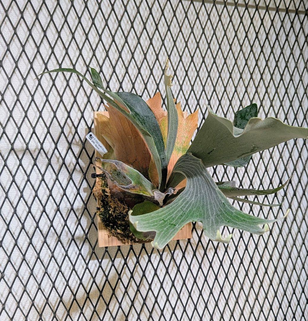 デラロッチャ／DeLaRocha／FSQ (vp#2)／ビカクシダ - メルカリ