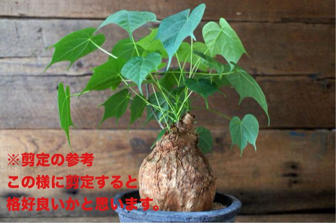 フィルミアナコロラータ 幹10cm 綺麗な樹形 15cmポット 鉢ごと発送