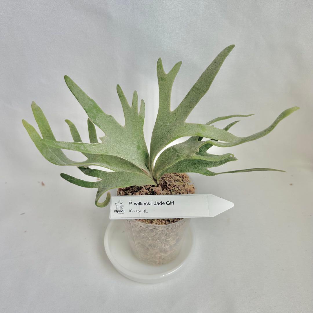 メルカリ便】P. Willinckii Jade Girl(TC)【41】 - メルカリ