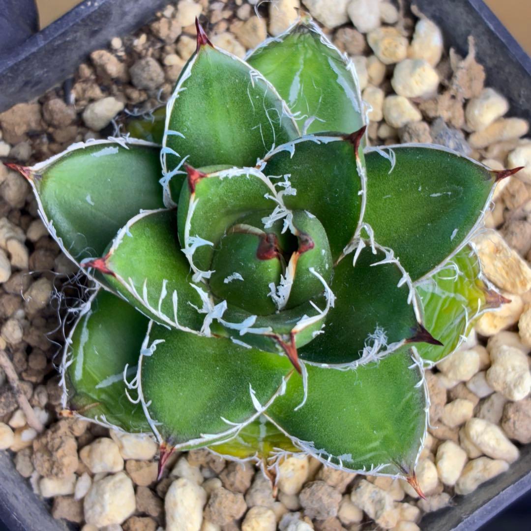 アガベ ピンキー 王妃笹の雪A型TC 極白 超希有 極上美品 - メルカリ