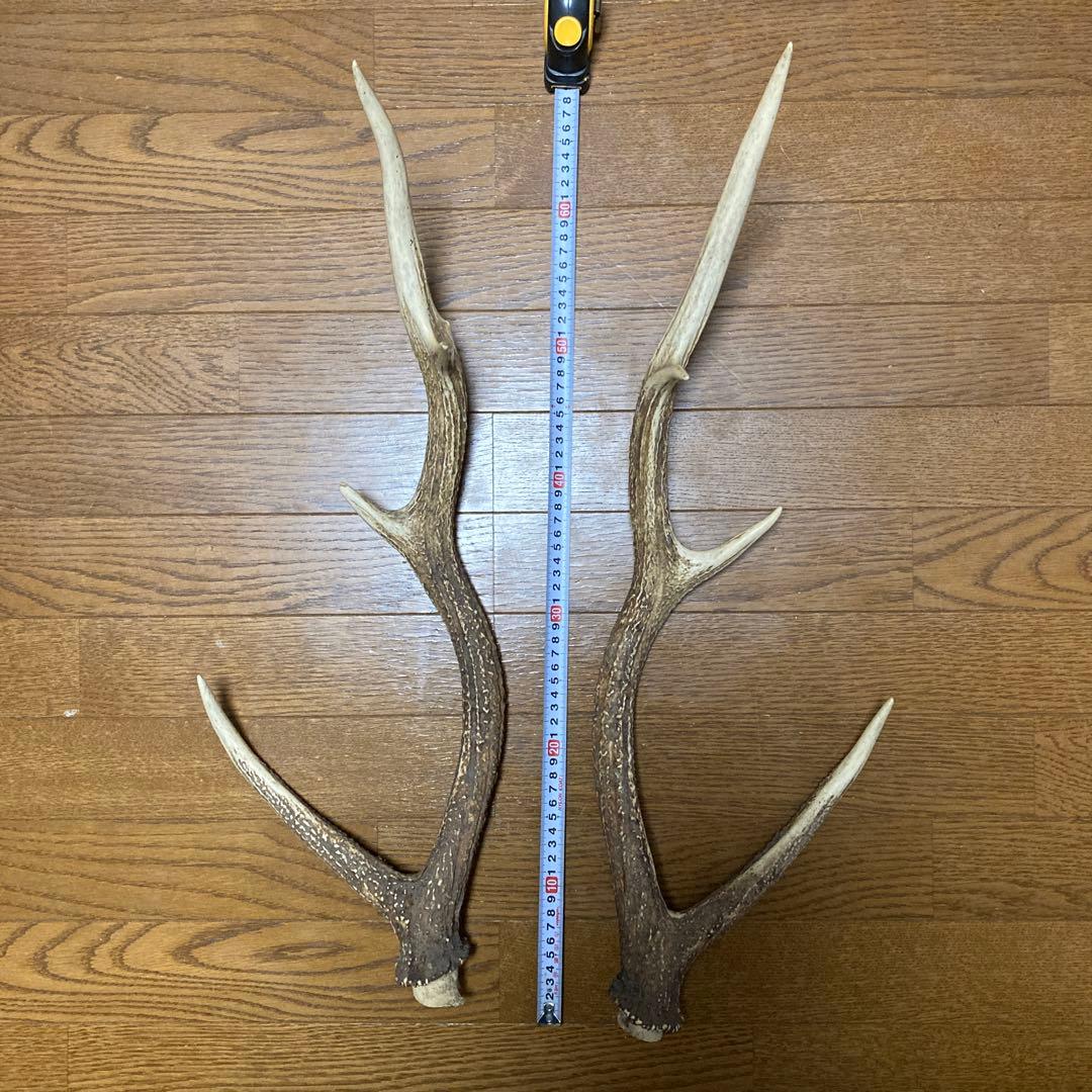 鹿の角 シカのツノ 約65cm 2本 - メルカリ