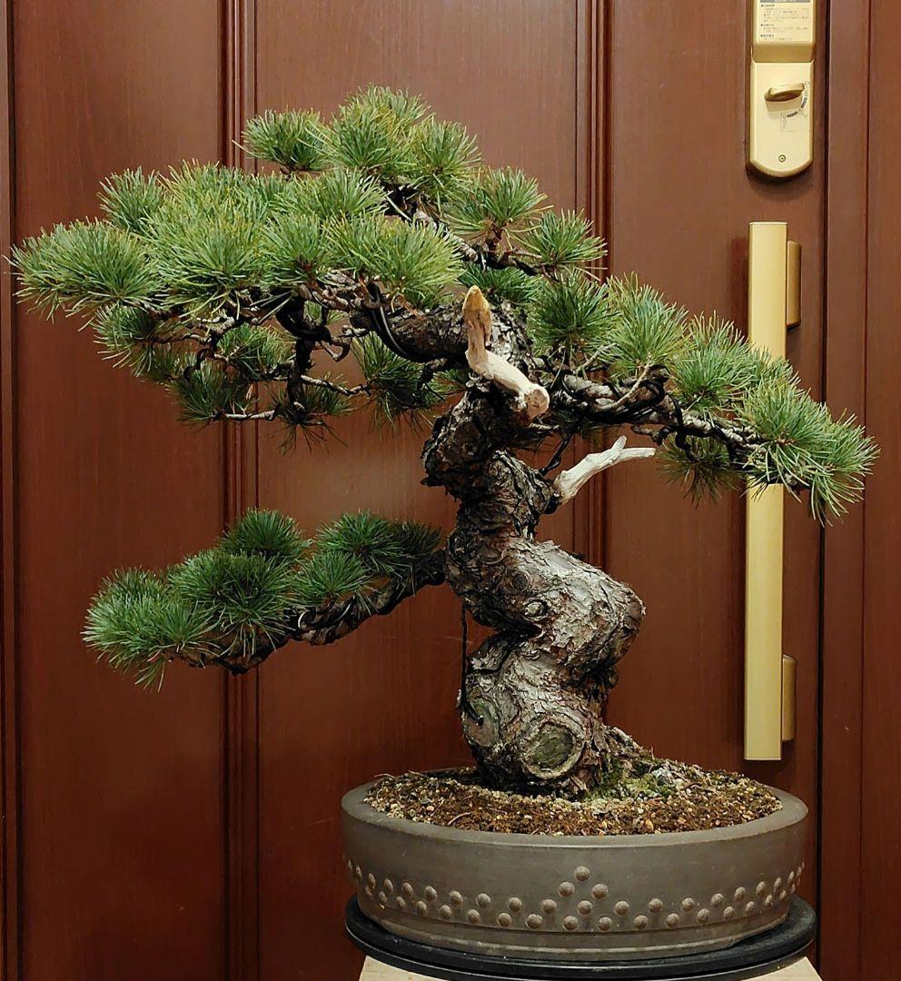 五葉松盆栽！ 楽天市場】盆栽 松 五葉松 威風堂々 大品 ミニ盆栽 趣味 高級 初心者