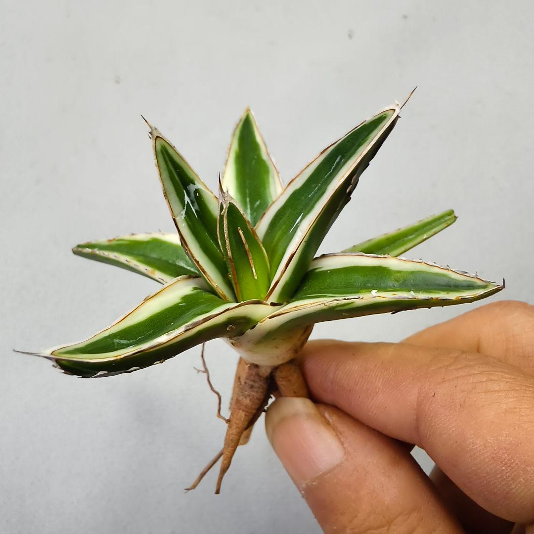 756 アガベ 笹の雪 氷山 極上子株 - メルカリ