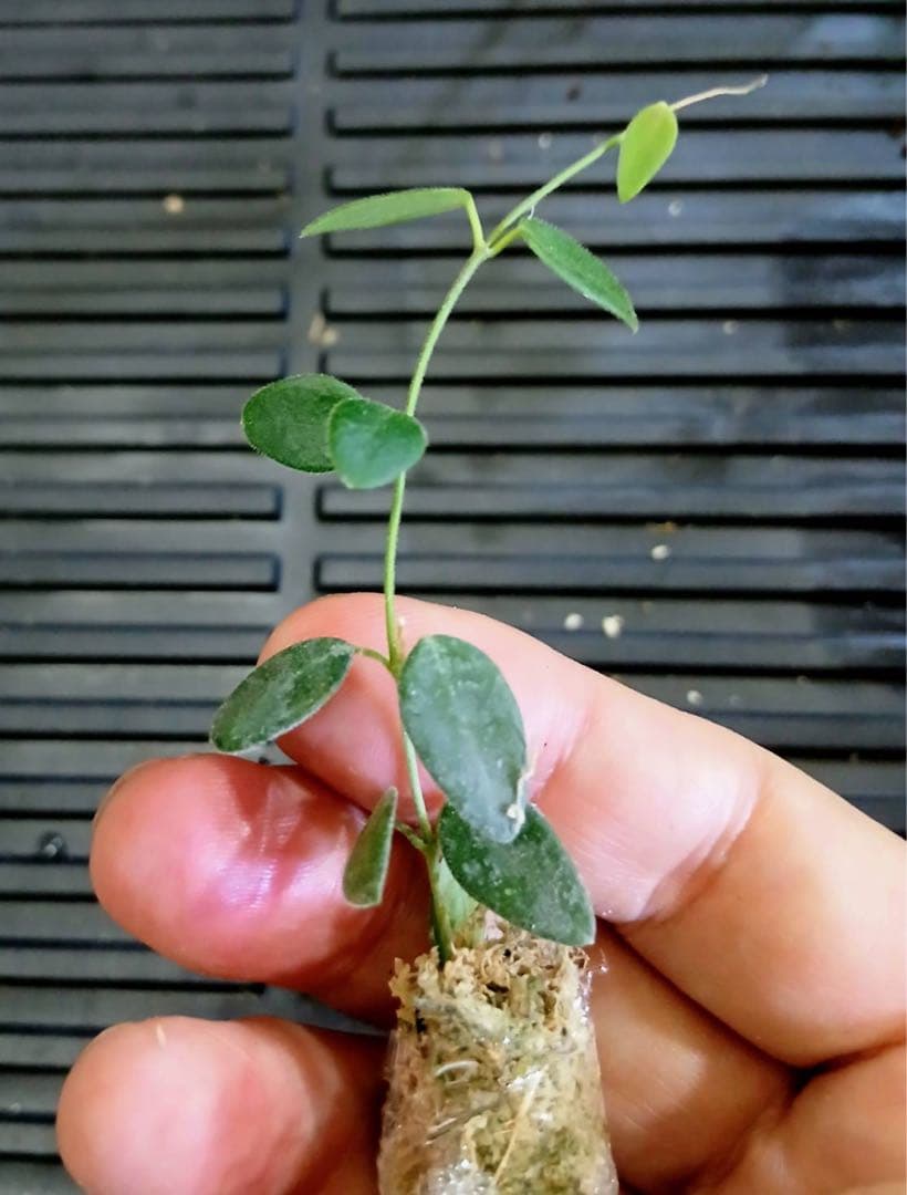 新着 超レア 原種 ホヤ プレアナ サクララン 鉢花 ミニ パルダリウム