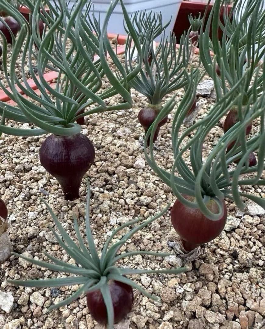 517珍奇植物ゲチリス ナマクエンシス ケープバルブ 南アフリカ原産 希少現地株 ゲチリス・ナマクエンシス 葉の形がお気に入り #ゲチリス #ゲチリス