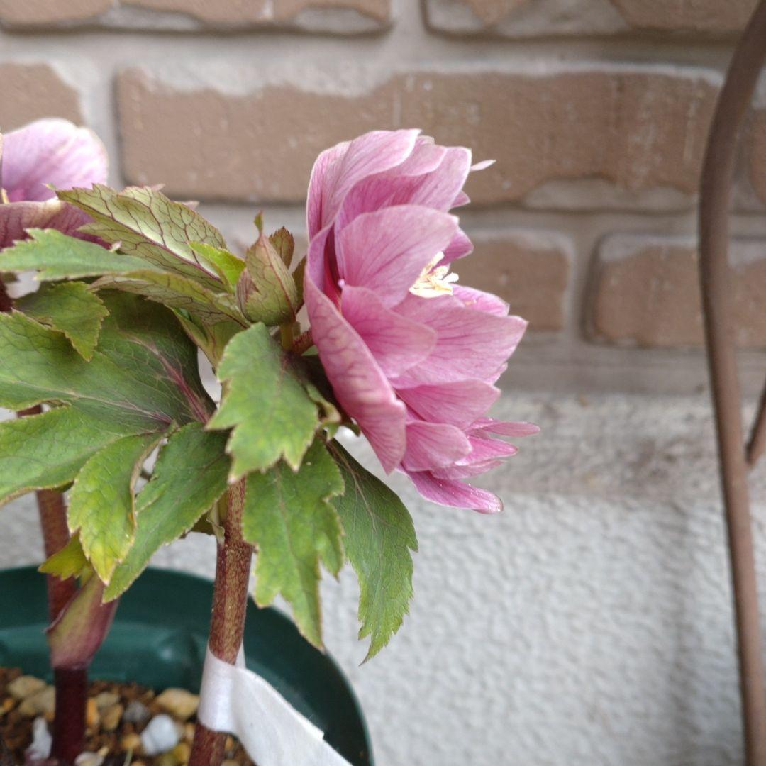 広瀬園芸✨ピンクオーレア✨ダブル✨クリスマスローズ✨ソレイユの花粉