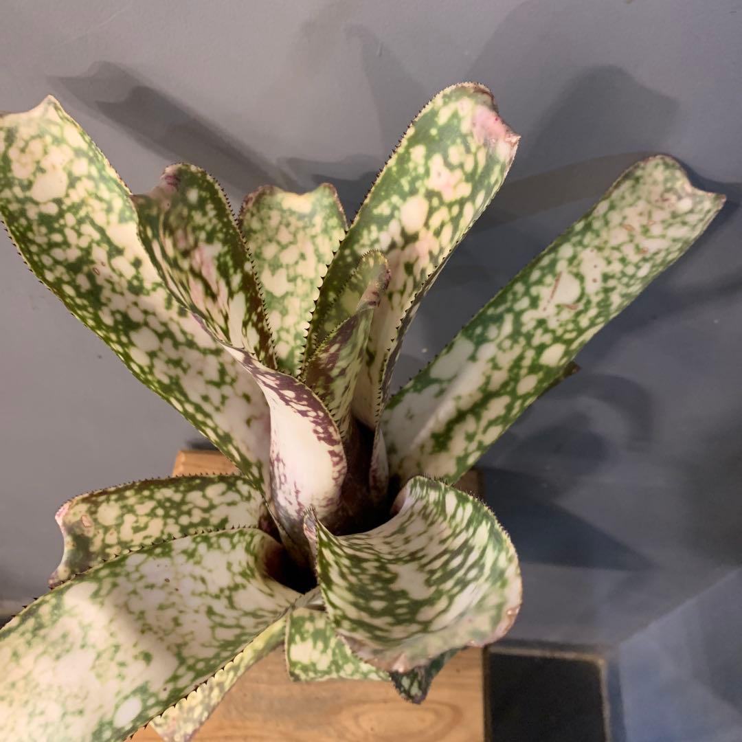 ビルベルギア アリベラ - メルカリ