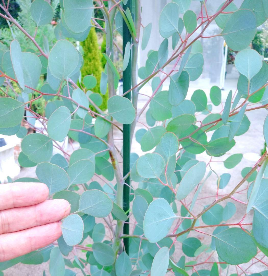 ユーカリ ポポラス苗 大型 180㎝❗ 10号 美しい樹形 ❗シルバーリーフ