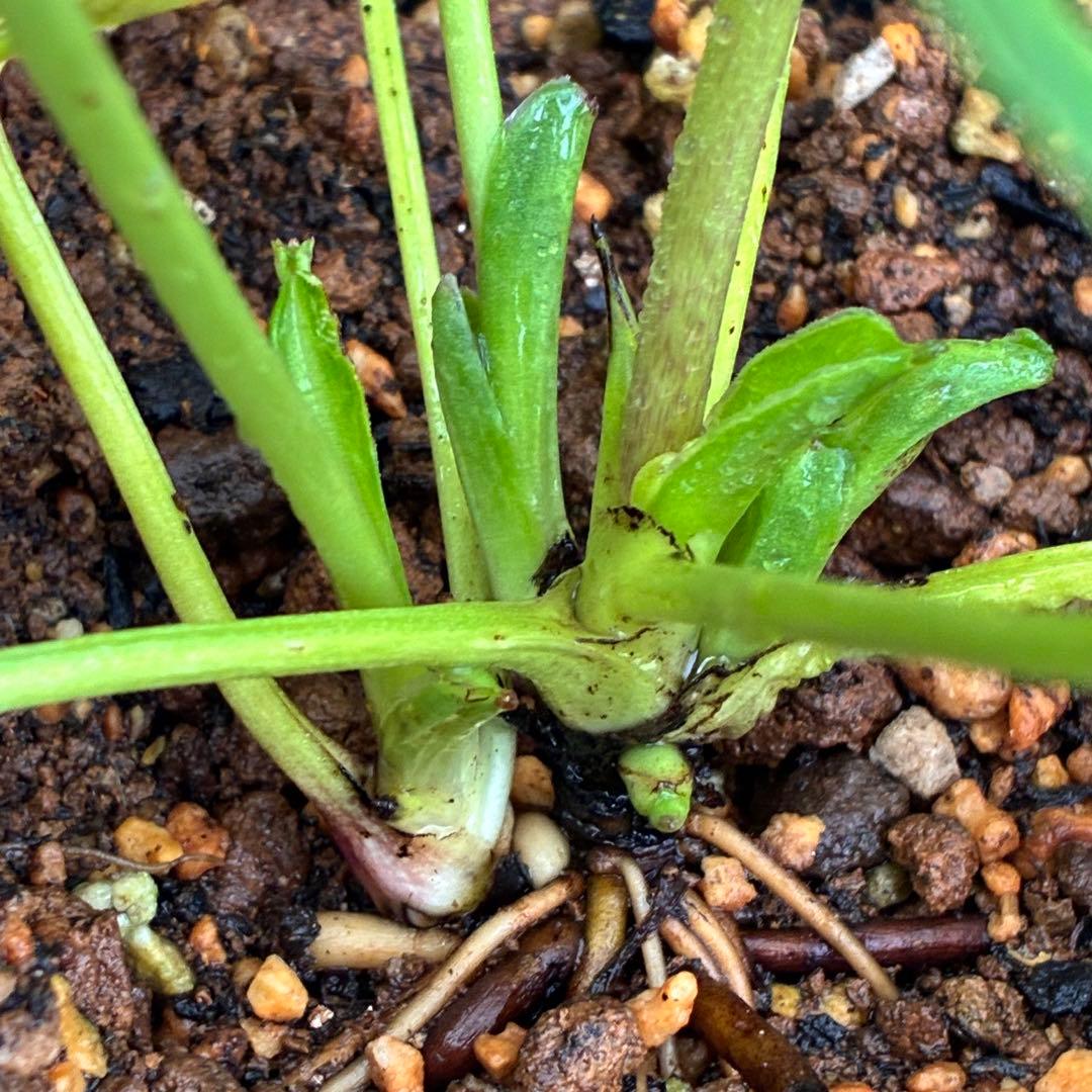 ラ*ク様 ☘️蕾付き☘️3343⭐️小輪⭐️芳香⭐️オーレアX ボッコネイ⭐️大