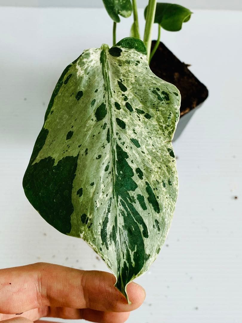 ☆美斑株☆ モンステラ バルバソー バルバソウル フシギダネ② - メルカリ