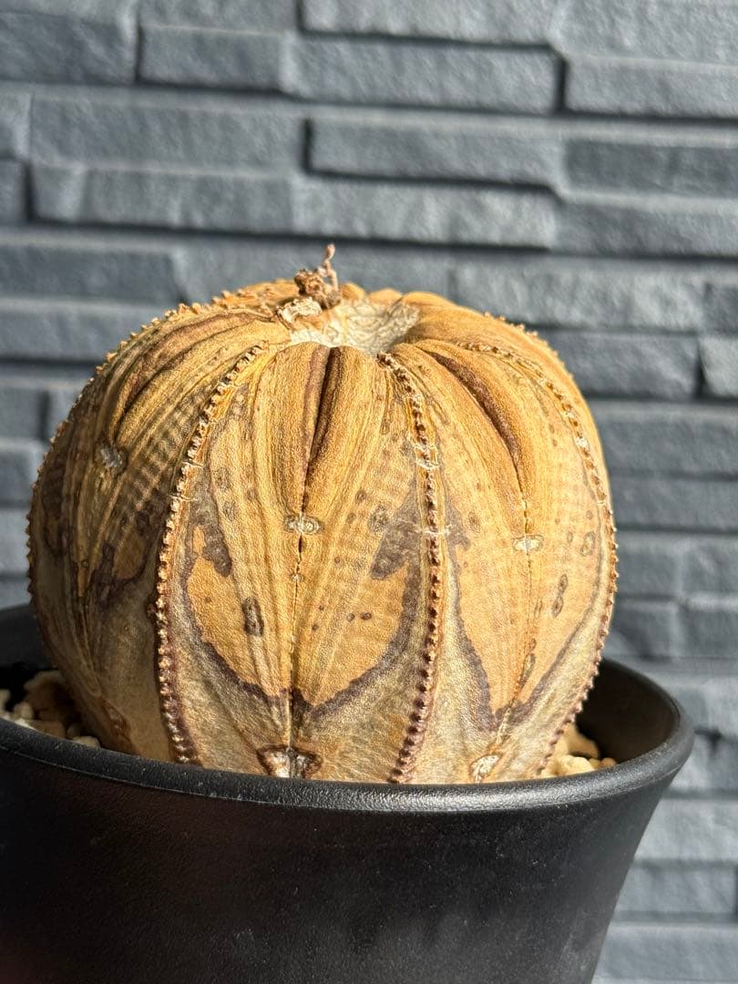 ☆激レア成長点潰れ☆　ユーフォルビア　オベサ　obesa 9.6cm　ホリダ