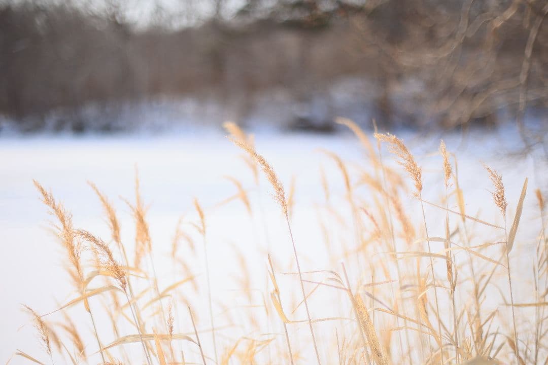 《希少》EBC FUJINON 50mm F1.4 前期型 光学美品【黄変除去】