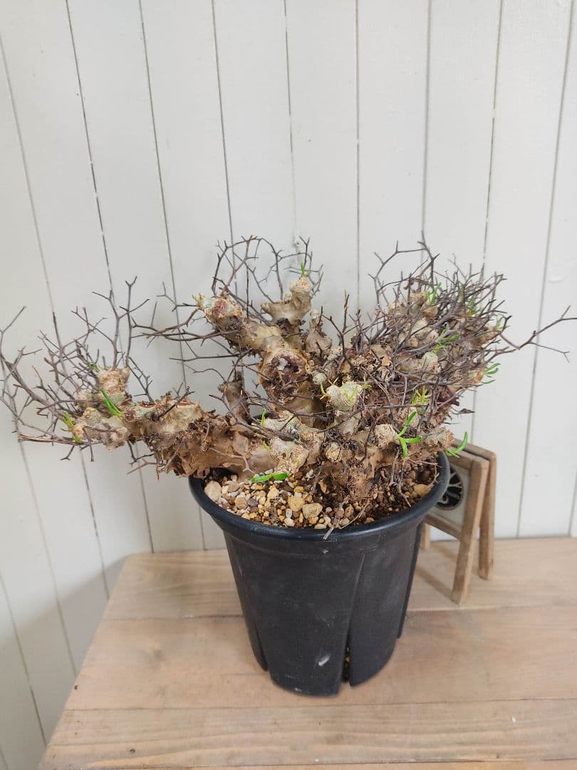 bon25ページ　Q008、H024チレコドン レティキュラータス 万物想 コーデックス：チレコドン レティキュラーツス 万物想*幅23cm 現品