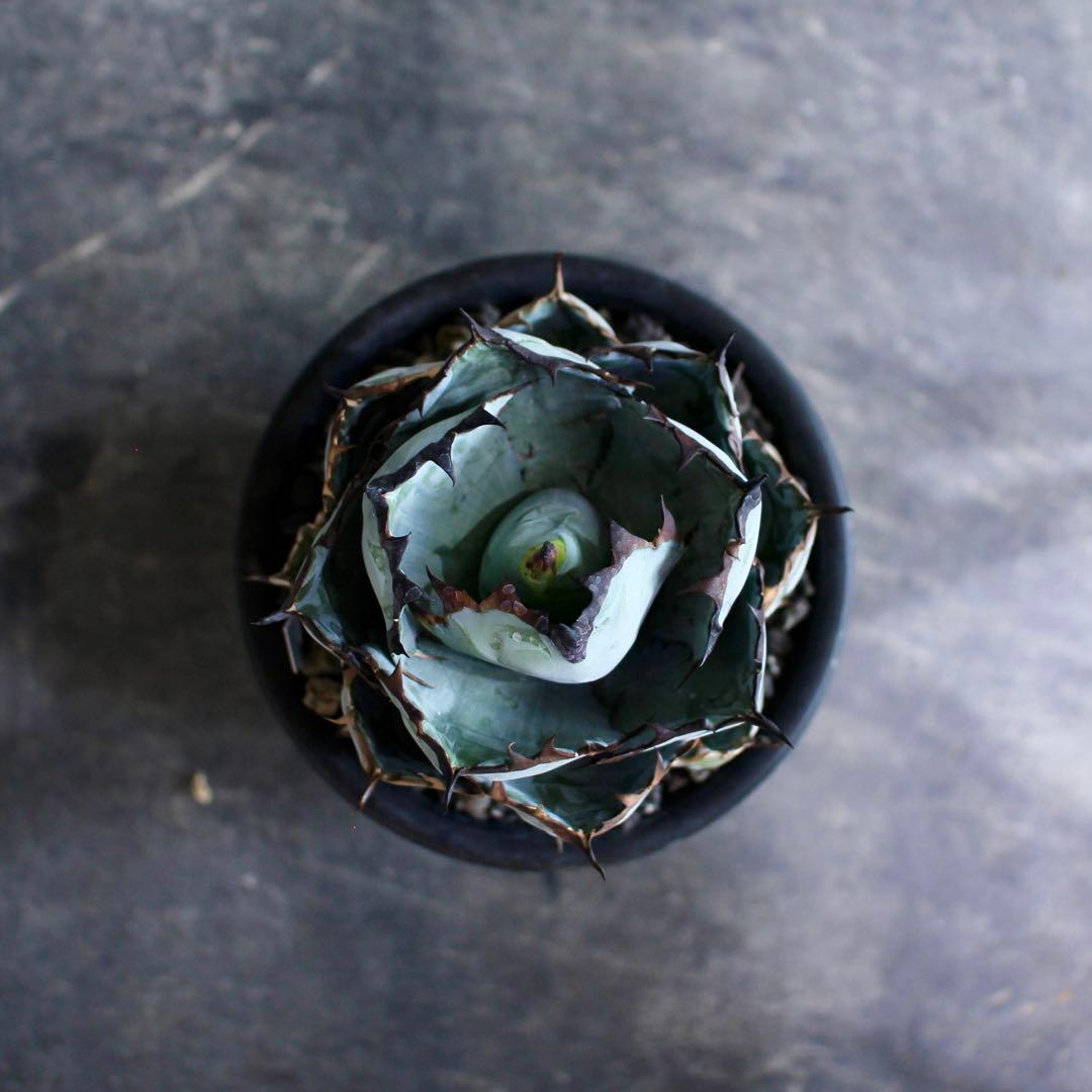 アガベ チタノタ BB ブラックアンドブルー - メルカリ