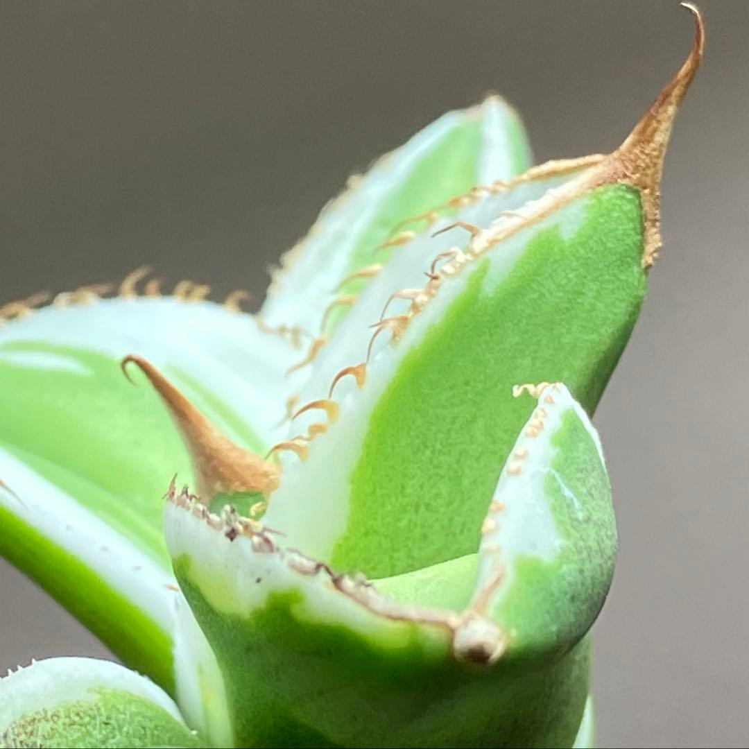 初出品【匿名配送】激レア　サイズ大　美株　強棘　アガベ　鰐亀　覆輪斑　TC