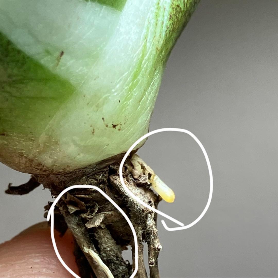 初出品【匿名配送】激レア　サイズ大　美株　強棘　アガベ　鰐亀　覆輪斑　TC