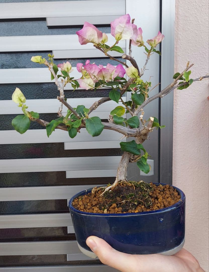 ブーゲンビリア盆栽 🍀ブーゲンビリア Bougainvillea 🍀 2019年に職員の皆んなと沖縄へ行っ