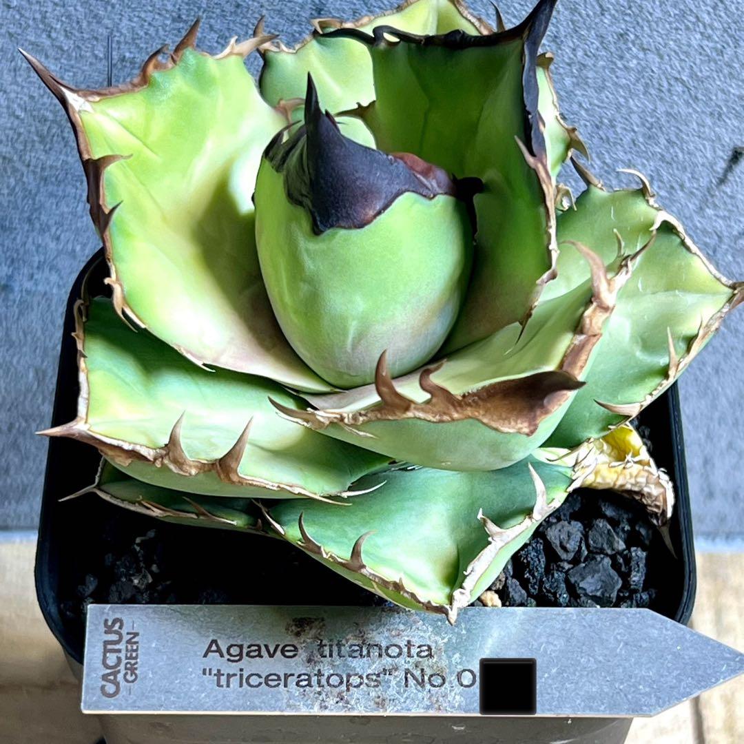 現品 アガベ チタノタ トリケラトプス カクタスグリーン 白犀牛 - メルカリ