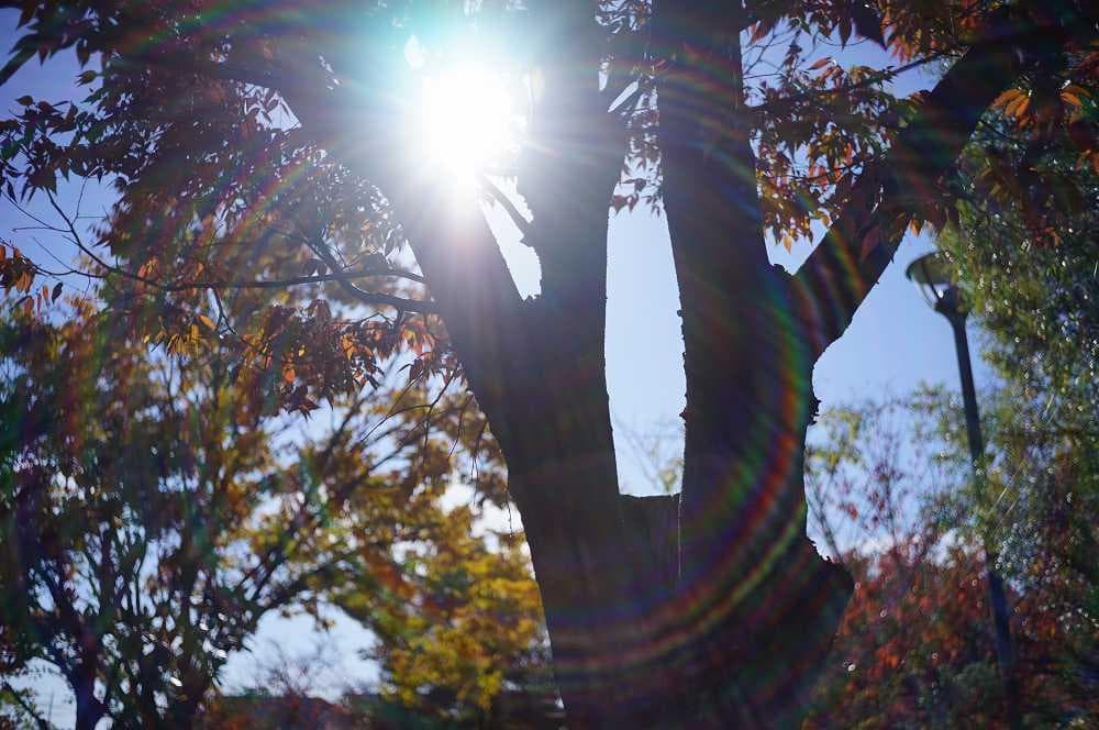 改造レンズ　D.zuiko-w F.C. 3.5cm F3.5