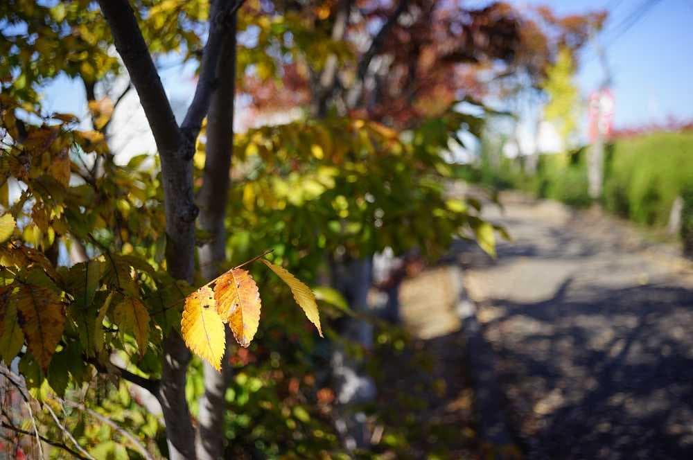 改造レンズ　D.zuiko-w F.C. 3.5cm F3.5