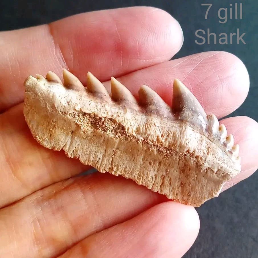 化石　骨格　標本　サメの歯　エビスザメ　希少種　セブンギルシャーク サメの歯標本を作ります | 楽しいカラー魚拓