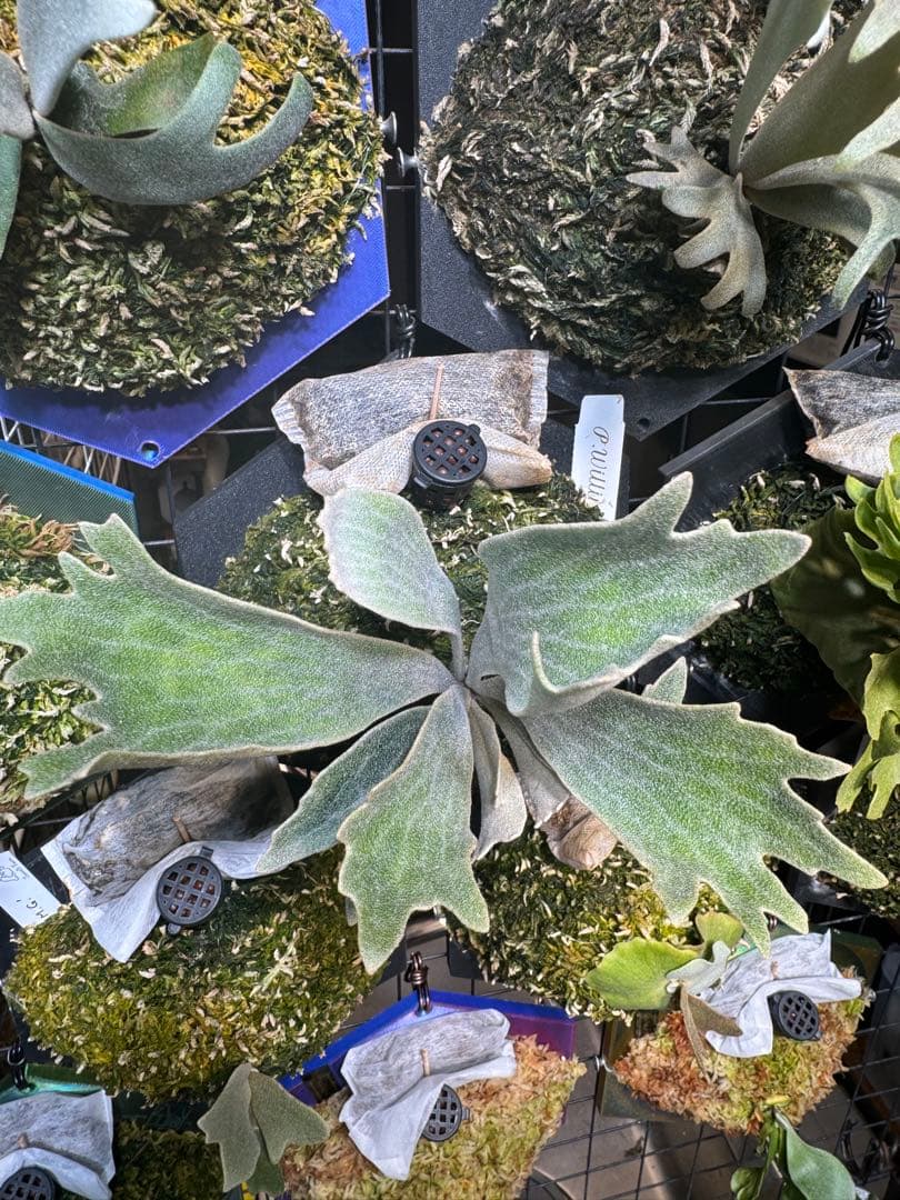 willinckii nook dwarf spur ビカクシダ - メルカリ