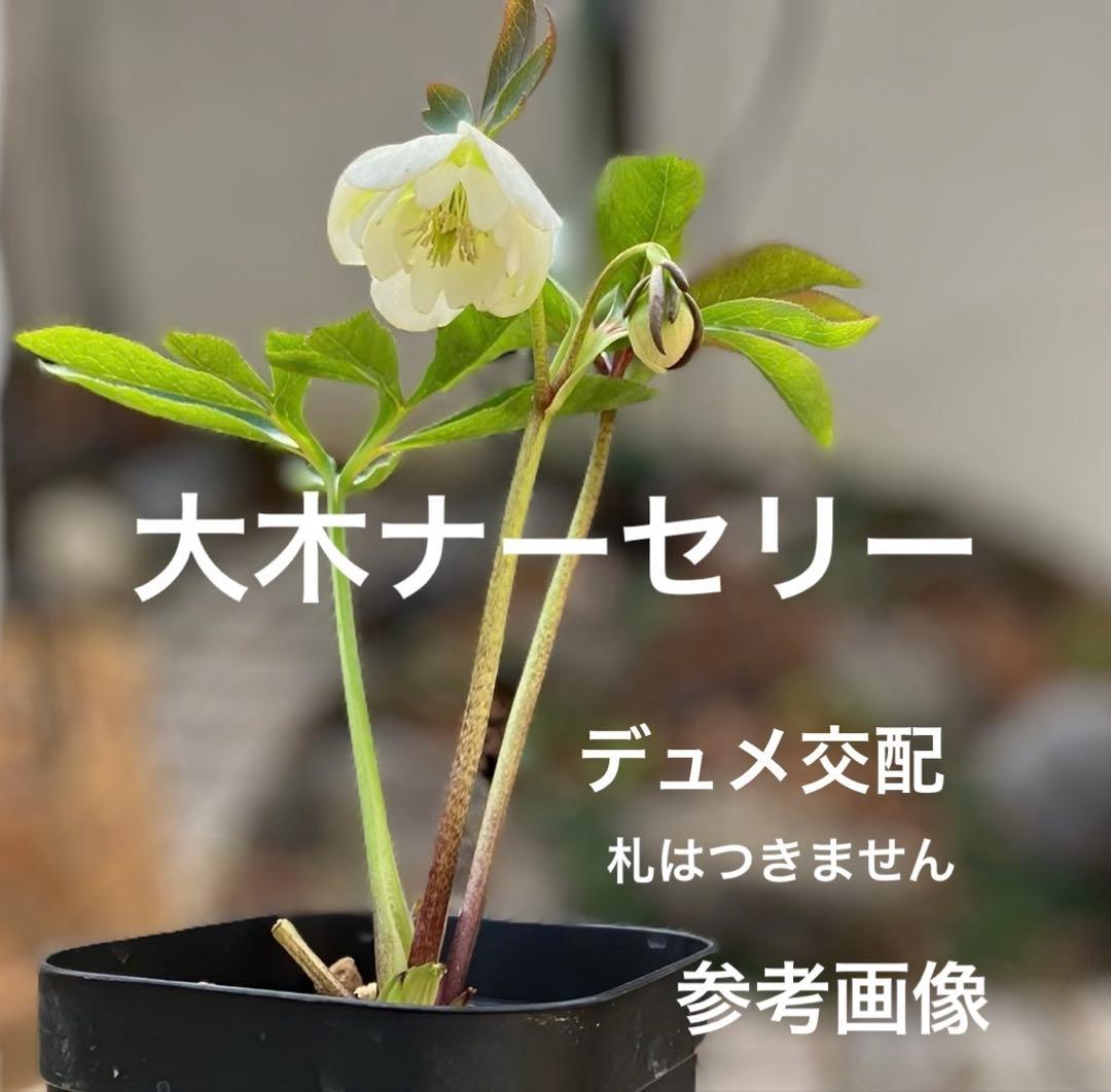 発送お任せ❣️□大木ナーセリー□原種デュメトルム交配 クリスマス