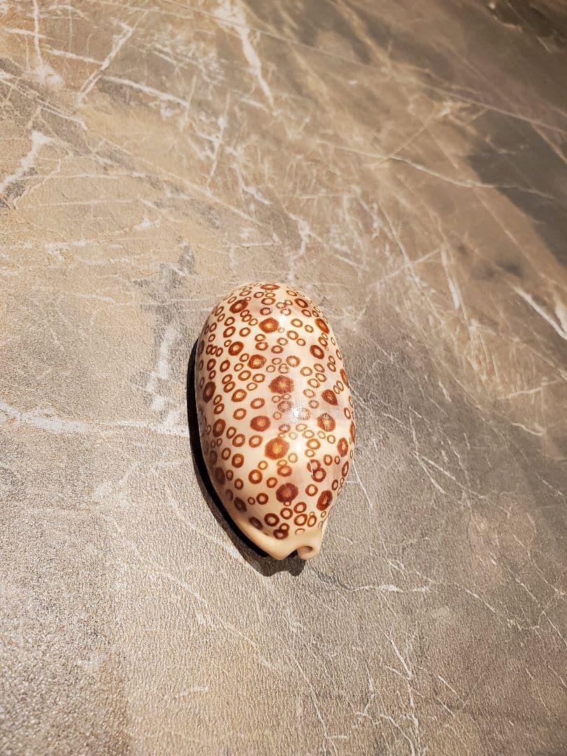 貝殻 ジャノメダカラ(タカラガイ科) - メルカリ