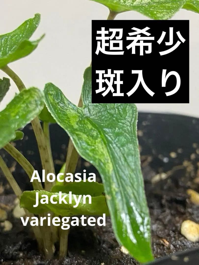 超希少‼️】アロカシア ジャックリン ジャクリン 斑入り‼️ レア人気