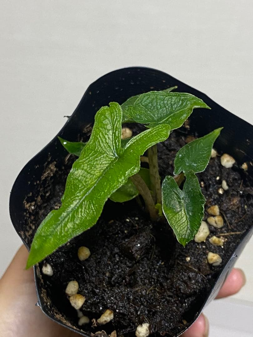 超希少‼️】アロカシア ジャックリン ジャクリン 斑入り‼️ レア人気