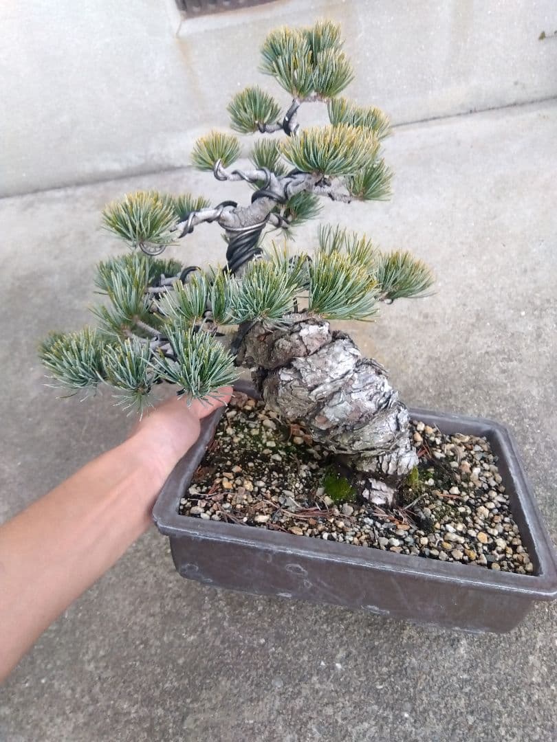 五葉松　盆栽　極太❗良樹形❗8号陶器鉢つき　② tk008d04.jpg