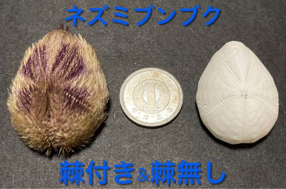 ネズミブンブク 棘付き&棘無し ブンブク ウニ殻 - メルカリ