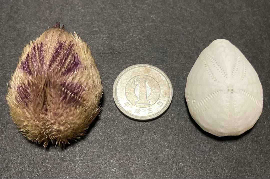 ネズミブンブク 棘付き&棘無し ブンブク ウニ殻 - メルカリ