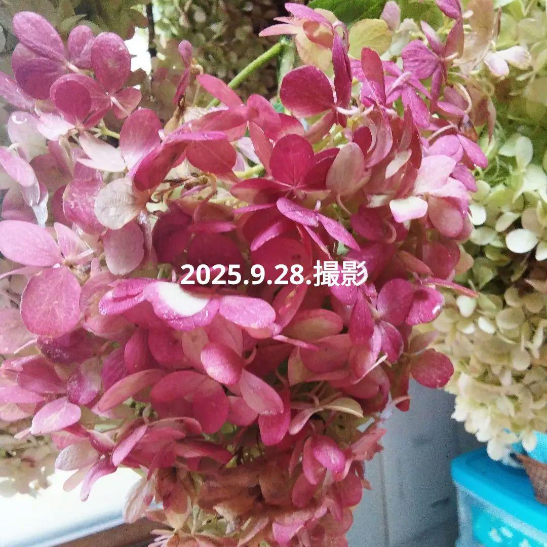 2025.9.追加ありピラミッドあじさい内容説明ご予約ページ（読む所から