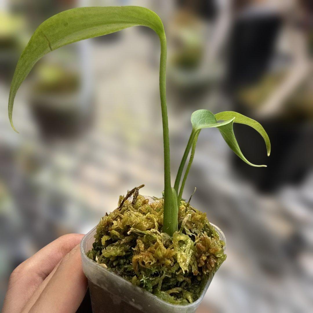 格安 モンステラ バールマルクスフレーム - メルカリ