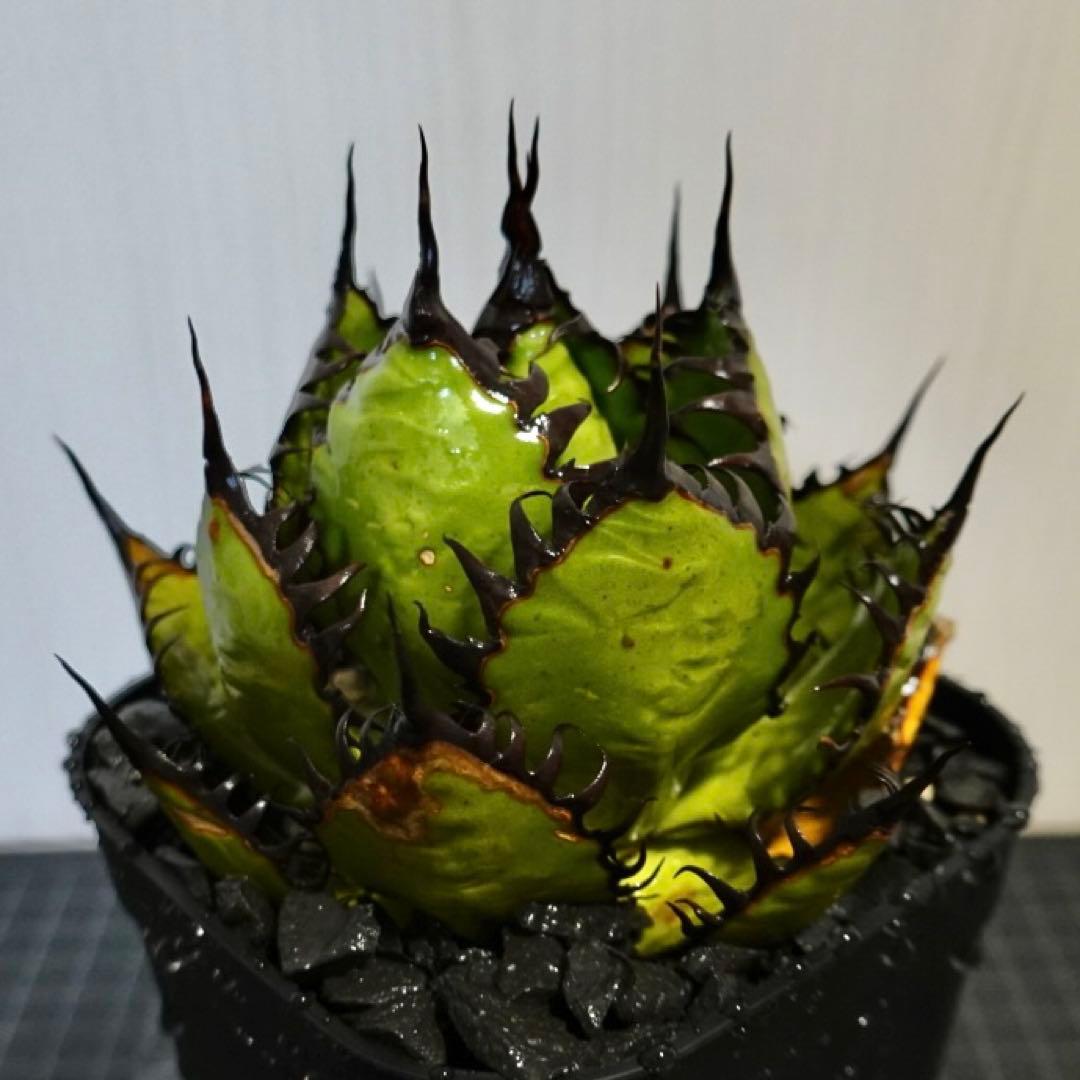 2137 【鉢のまま発送】 アガベ ホリダ 2137 【鉢のまま発送】 アガベ ホリダ 2137 【鉢のまま発送】 アガベ