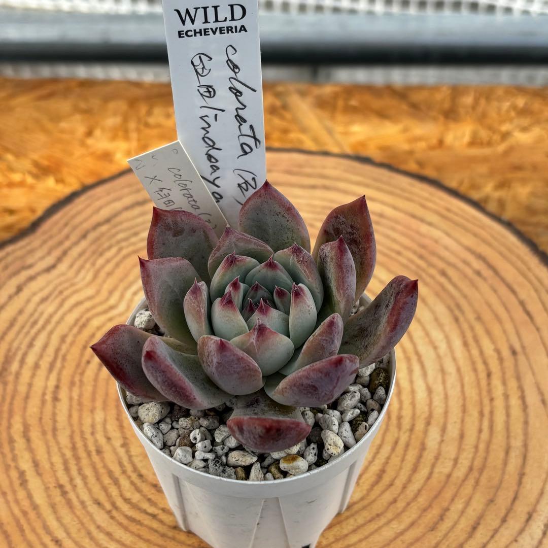 35.【札付き】石田コロラータ×臼田リンゼアナ サボテン相談室 多肉 エケベリア 楽天市場】多肉植物 TYエケベリア コロラータ×リンゼアナ 多肉植物 TY