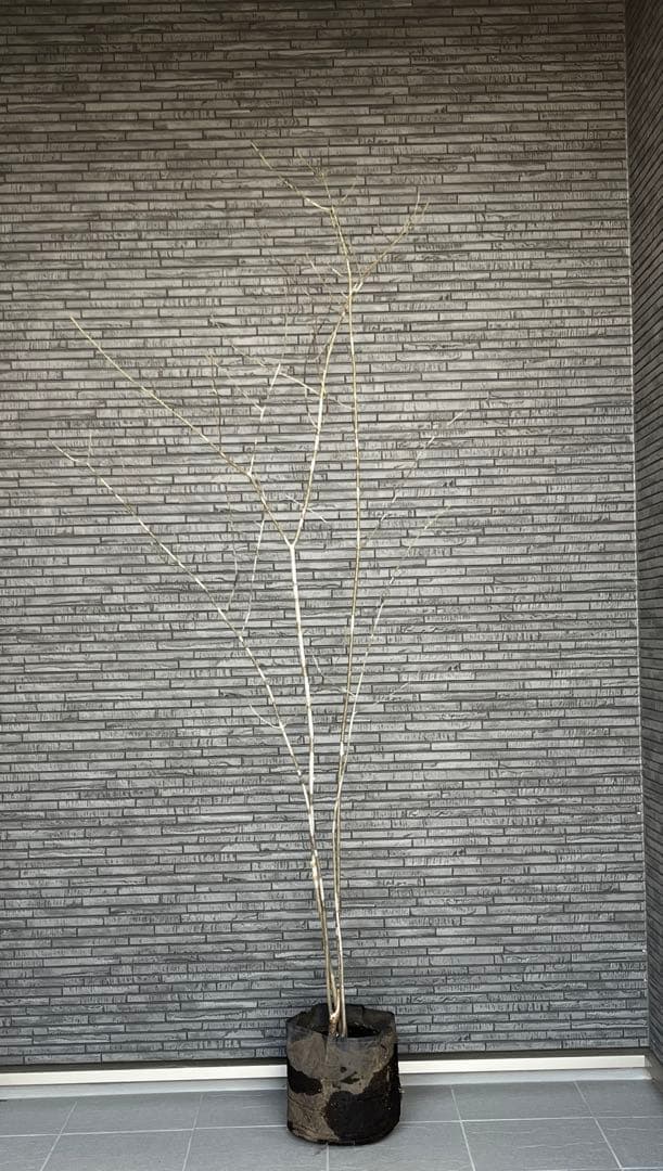 山採り天然 アオダモ 4本株立ち 美斑紋1 - メルカリ