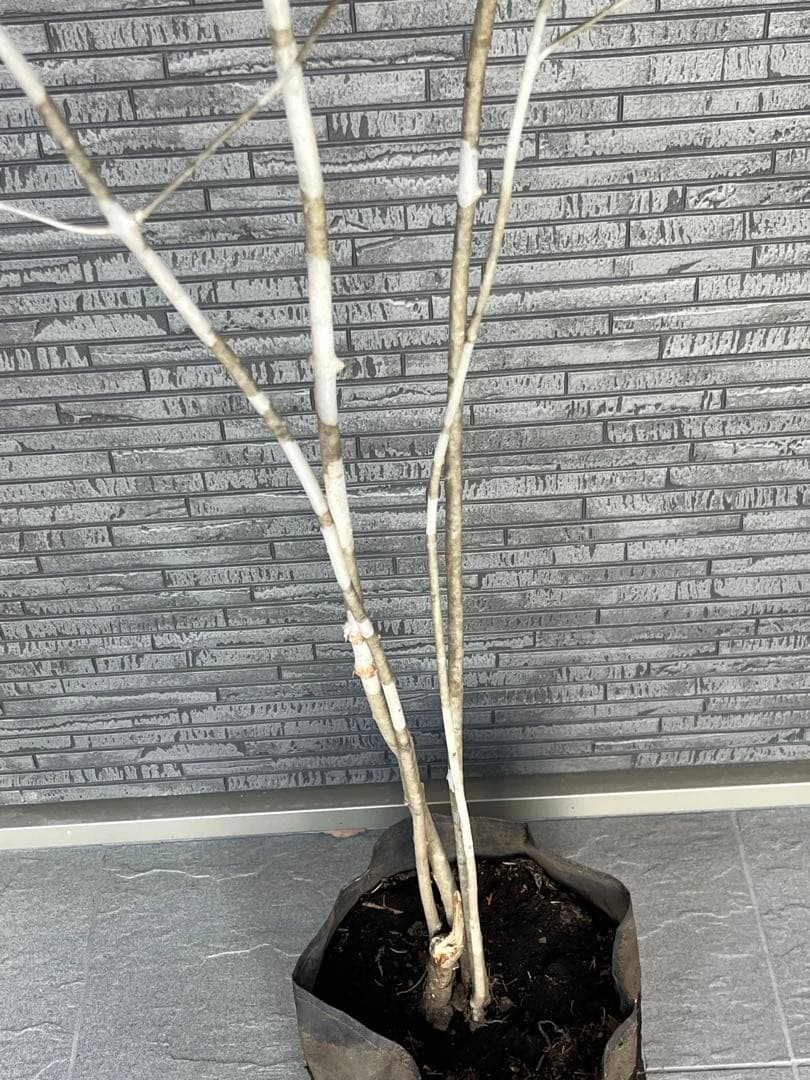 山採り天然 アオダモ 4本株立ち 美斑紋1 - メルカリ