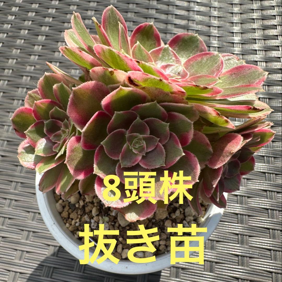 か*か様 アエオニウム ピーコックフェザー錦群生株②⭐️お買い得