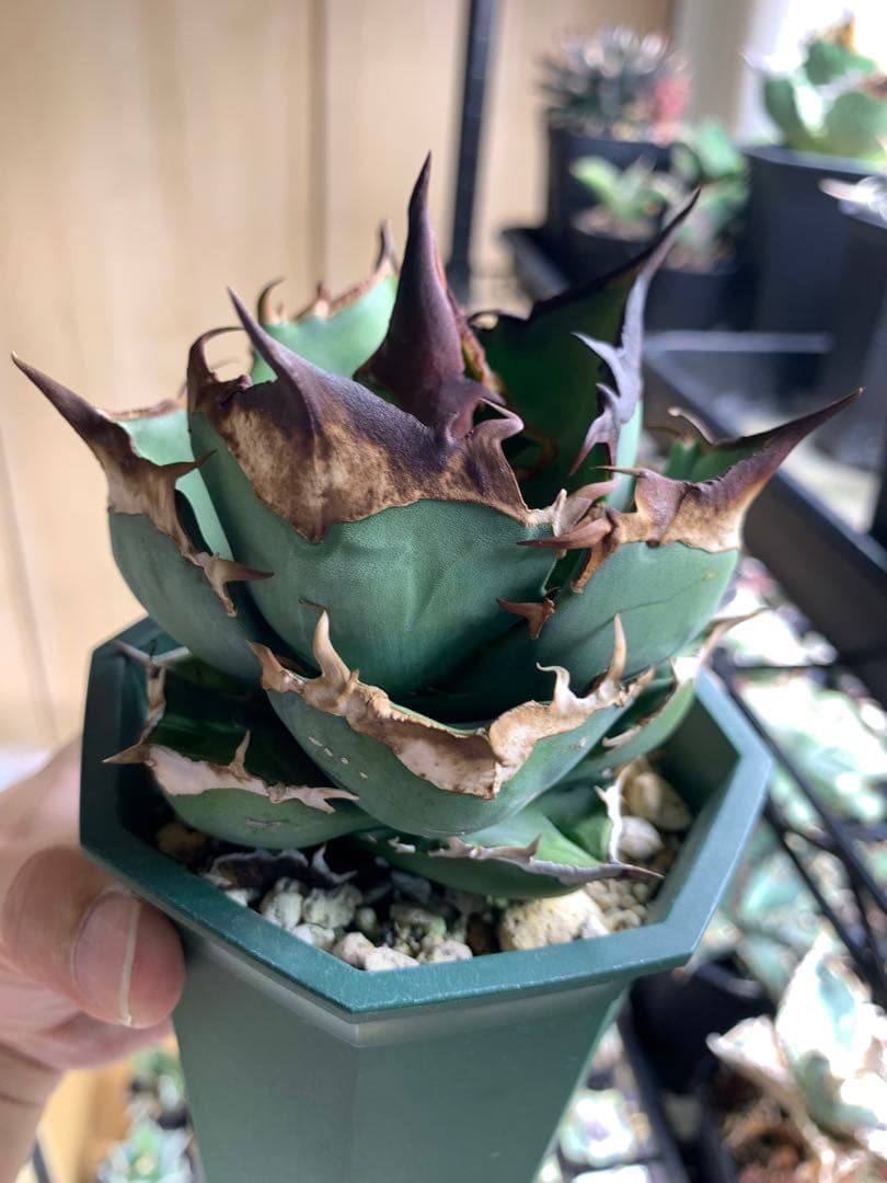 【Goodtaniku】白犀 アガベ チタノタ 白犀牛 シロサイ TC株 Agave titanota White Rhin