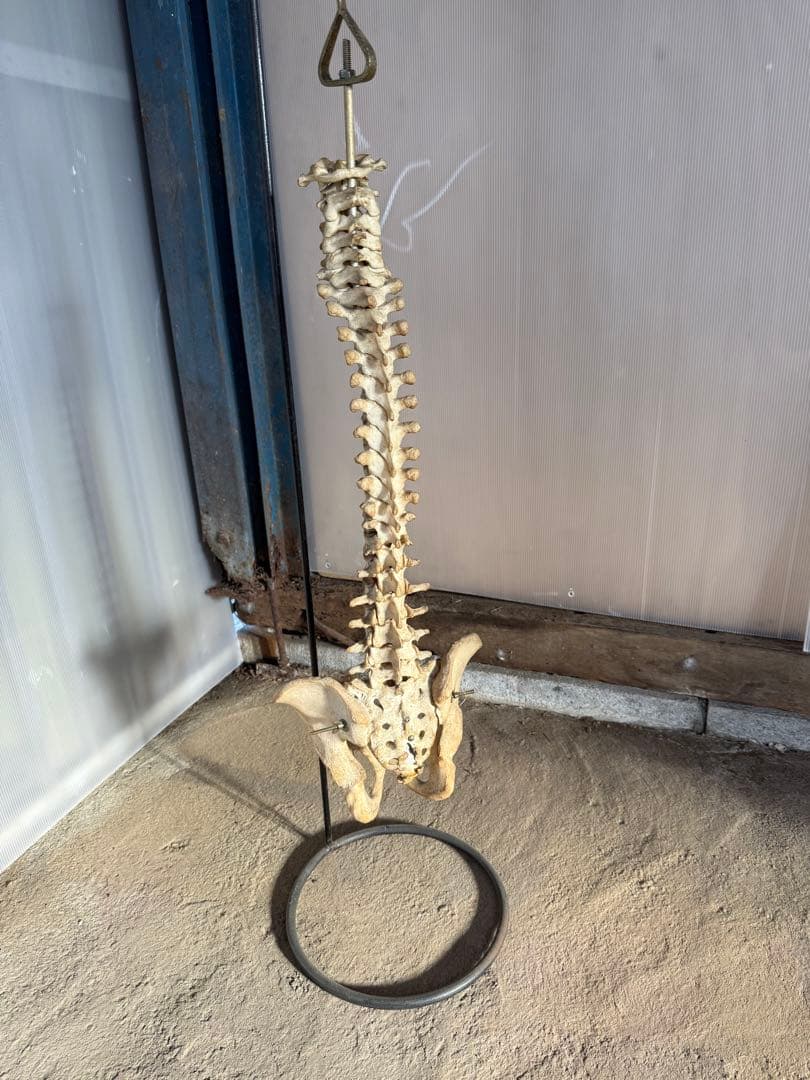 脊椎骨標本 スタンド付き 骨盤模型 腰椎模型 スタンド付き ハーフサイズ 高さ21×幅13.5cm 骨格