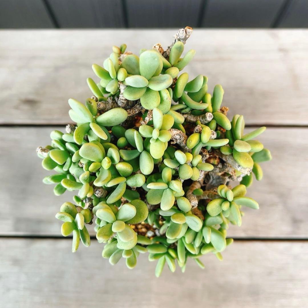 《期間限定販売❗️》『ケラリア　ピグマエア』　極美株　現地球　発根済 ポット発送