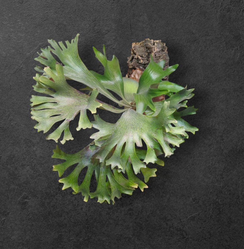 胞子③】P. HAS 'Over whelming'/ビカクシダ - メルカリ