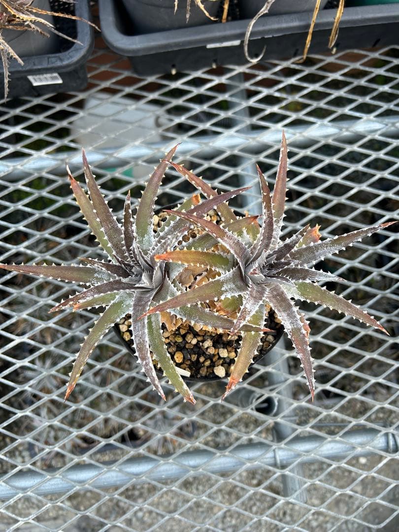 DBディッキア Dyckia Bill Baker hybrid #223 - メルカリ