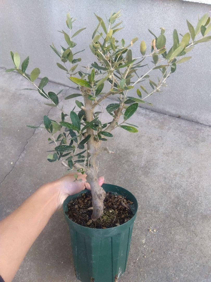 オリーブ 古木 盆栽 5号鉢つき 幹太❗ ③ - メルカリ