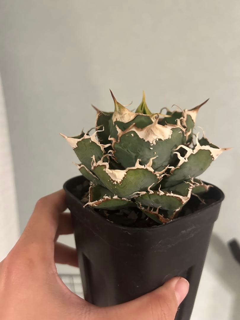 アガベ チタノタ 龍球会 LGQー2 中株 アガベ チタノタ 龍球会血統 oc 天魁 - メルカリ