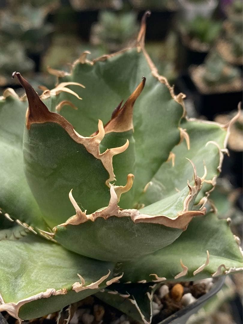 アガベ パリーハイブリッド 陽炎 リップルエフェクト 吉祥天 オリザバ