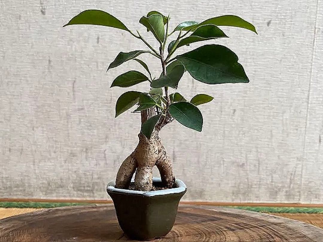 ミニガジュマル•観葉植物•盆栽•インテリア - メルカリ